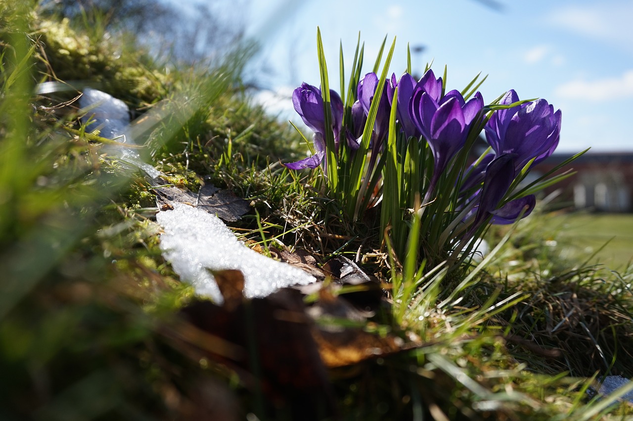 spring  snow  nature free photo