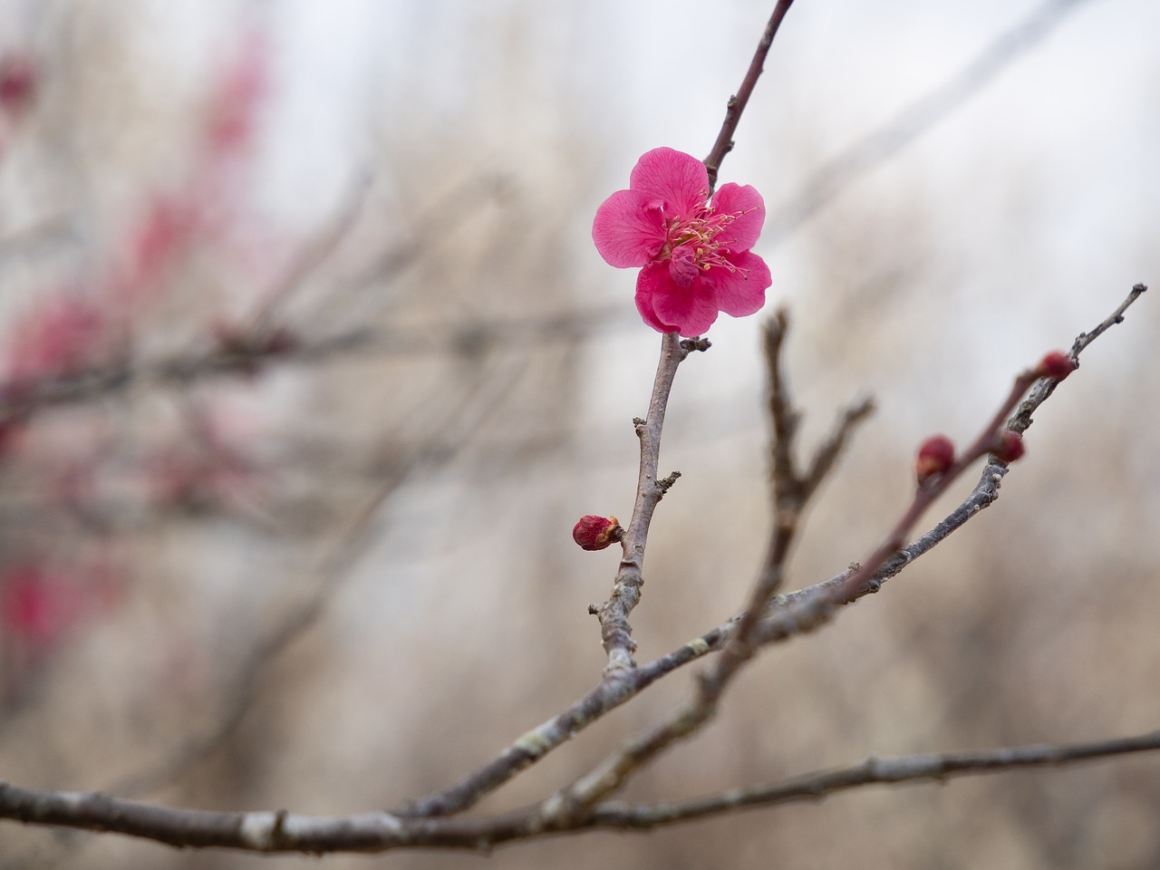 spring  plum  plum blossoms free photo