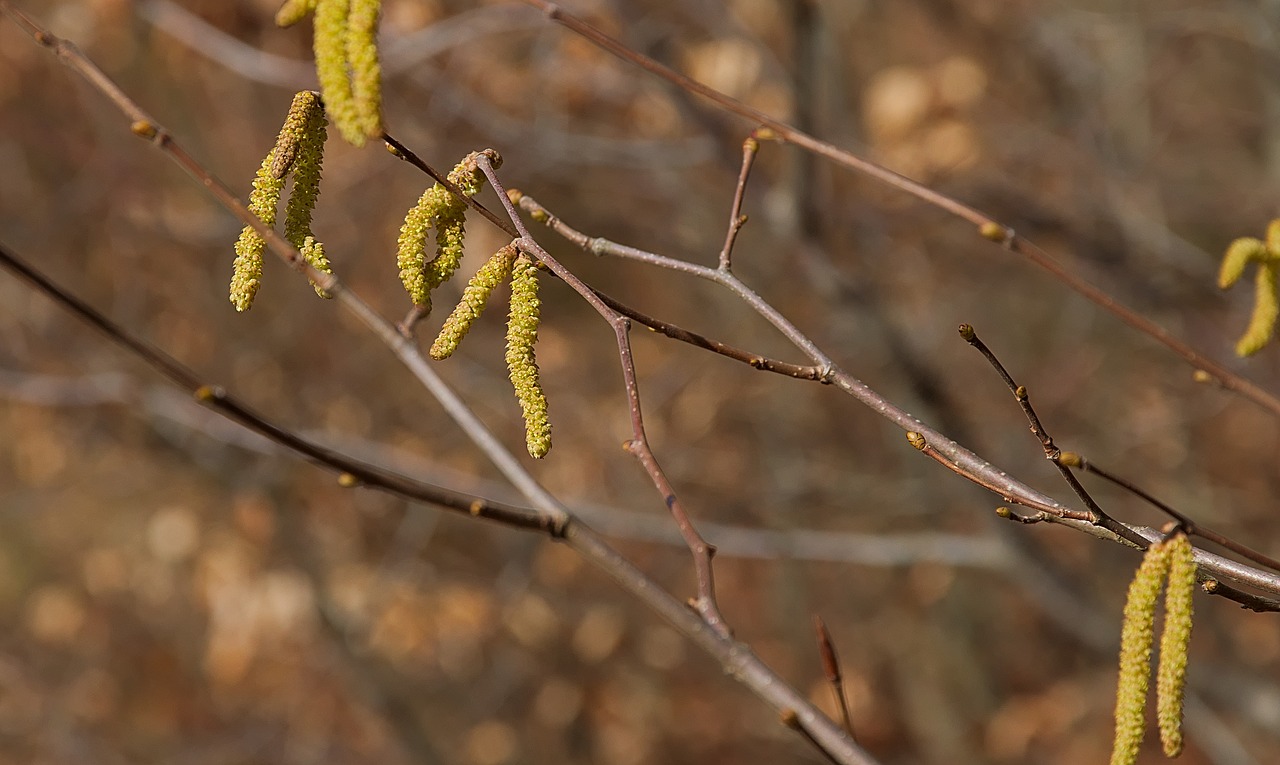 spring  yellow  hazelnut free photo