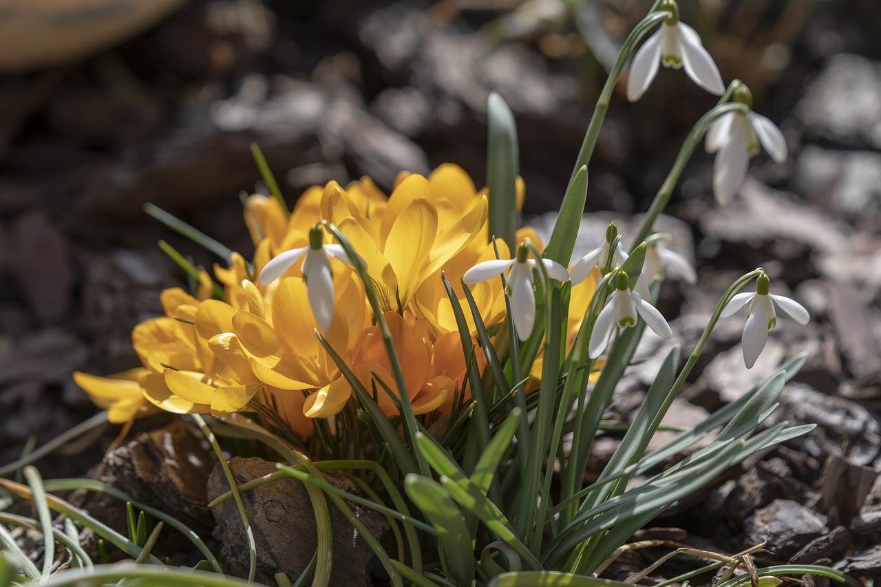 spring  snežienky  garden free photo