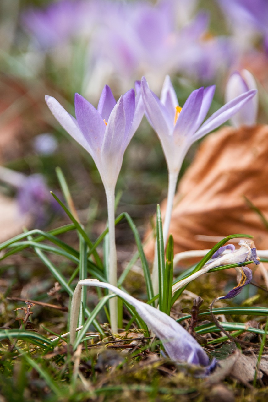 spring  nature  garden free photo