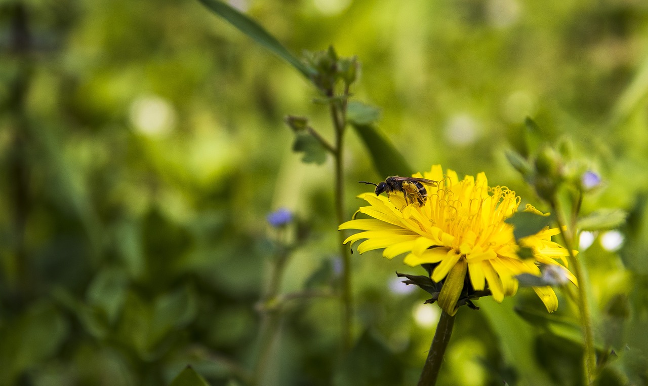 spring  flowers  yellow free photo