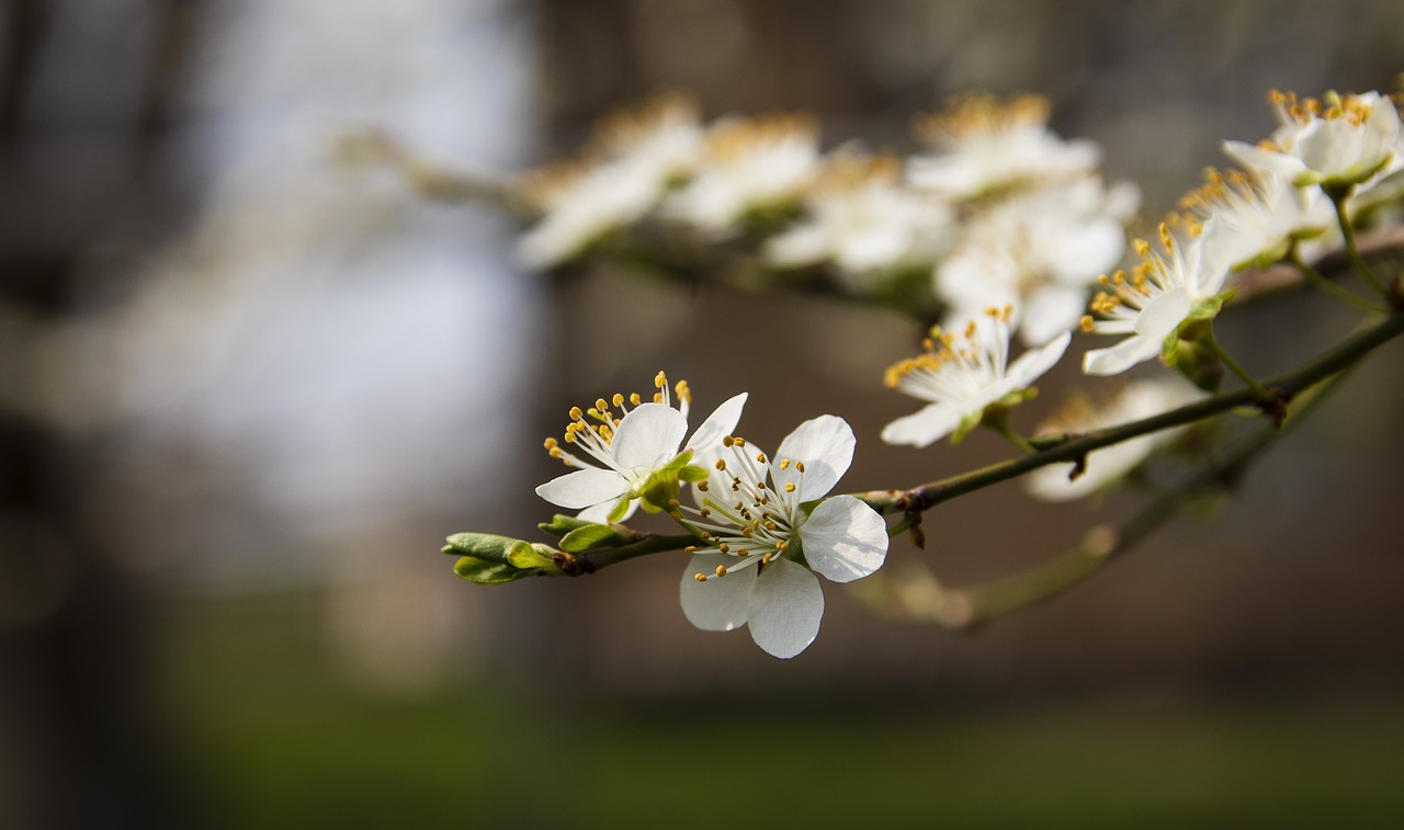 spring  bloom  flowers free photo