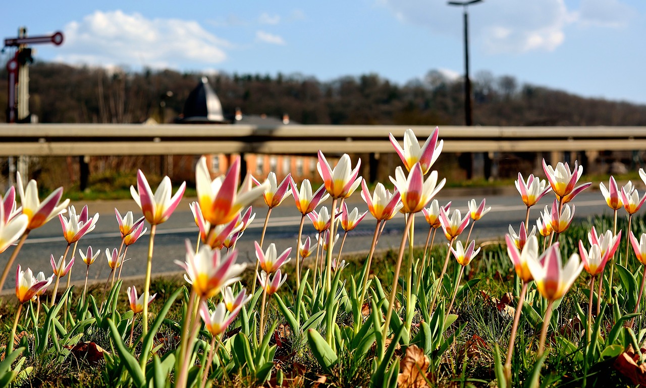 spring  flowers  road free photo