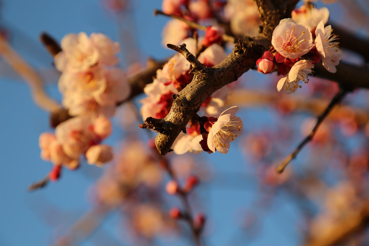 spring  apricot  flower free photo