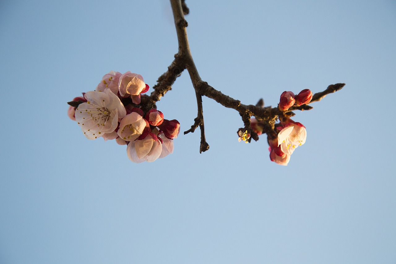 spring  apricot  flower free photo