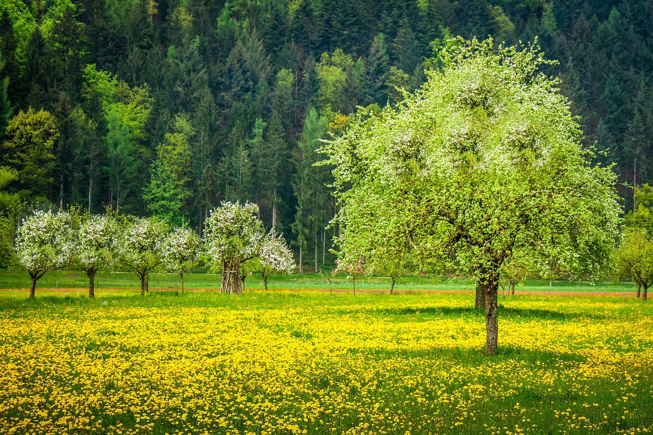 spring  dandelion  pointed flower free photo