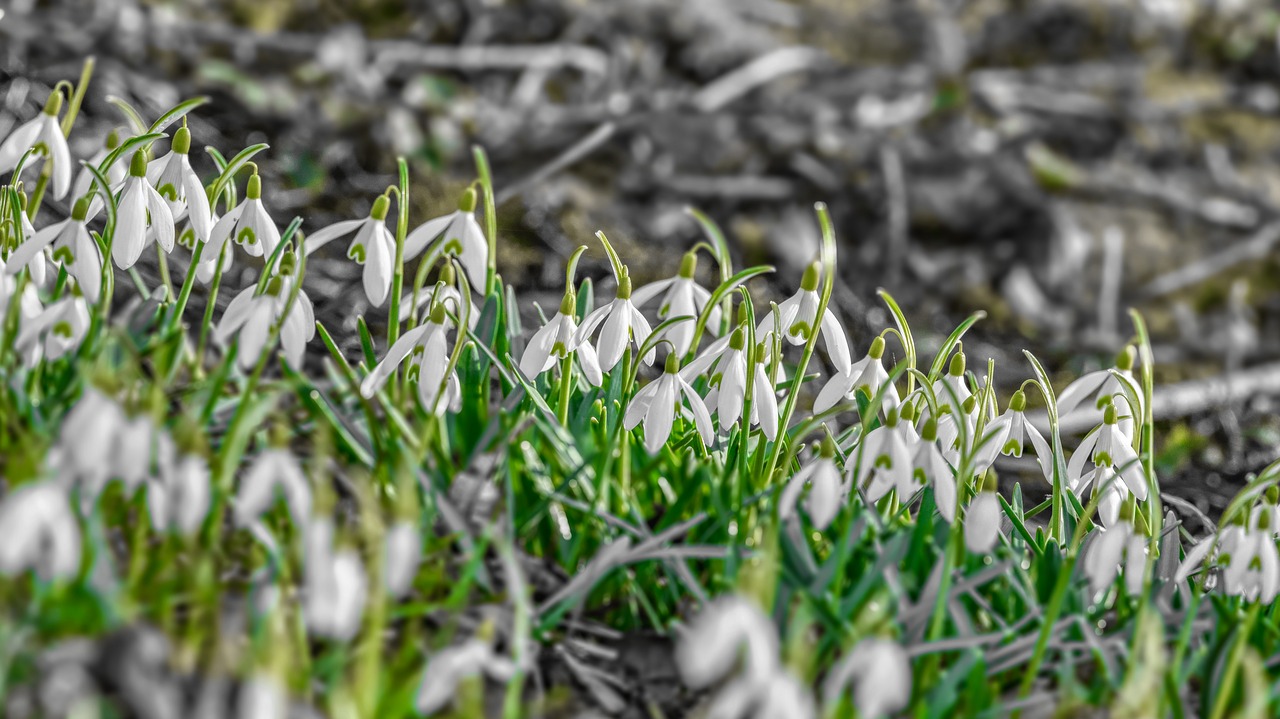 spring  snowdrop  flower free photo