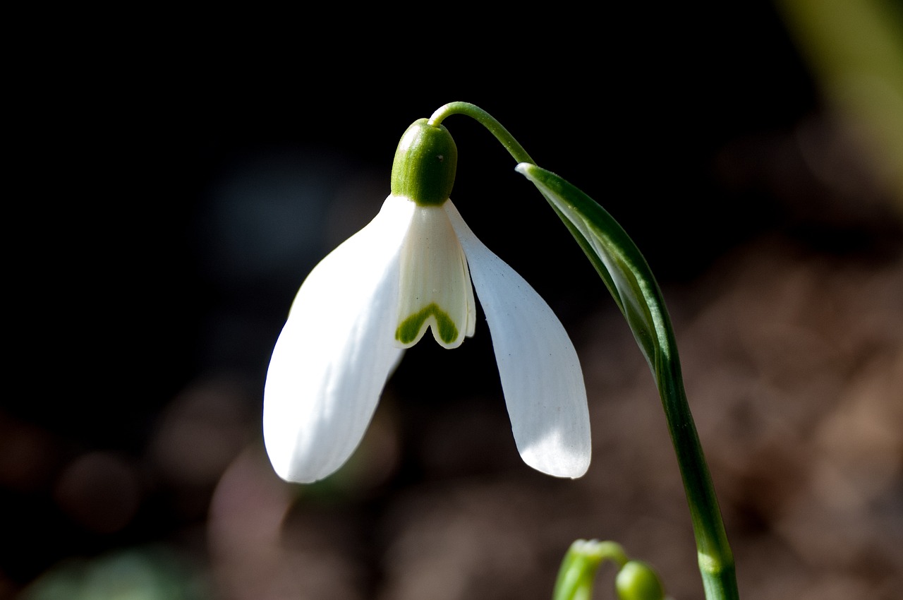 spring  flowers  nature free photo