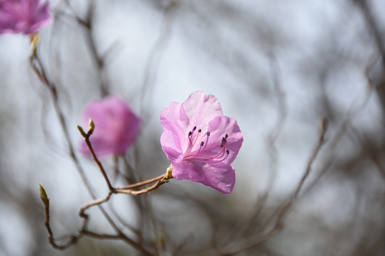 spring  flowers  beauty free photo