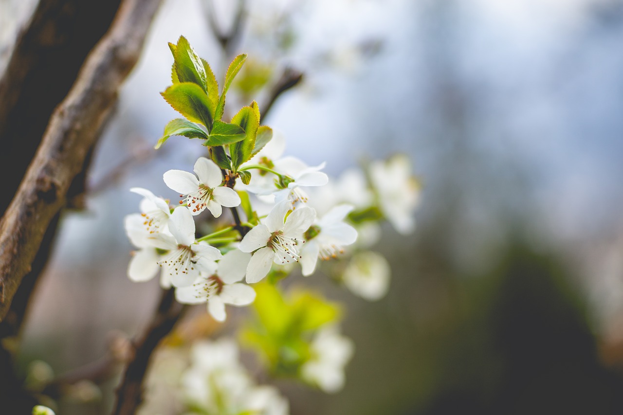 spring  blossom  bloom free photo