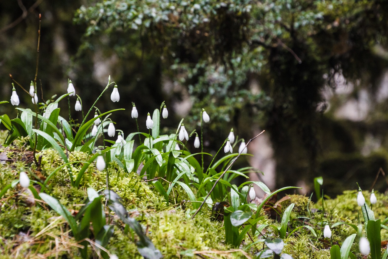 spring  snowdrops  flower free photo