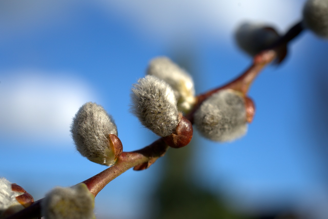 spring  willow catkin  easter free photo