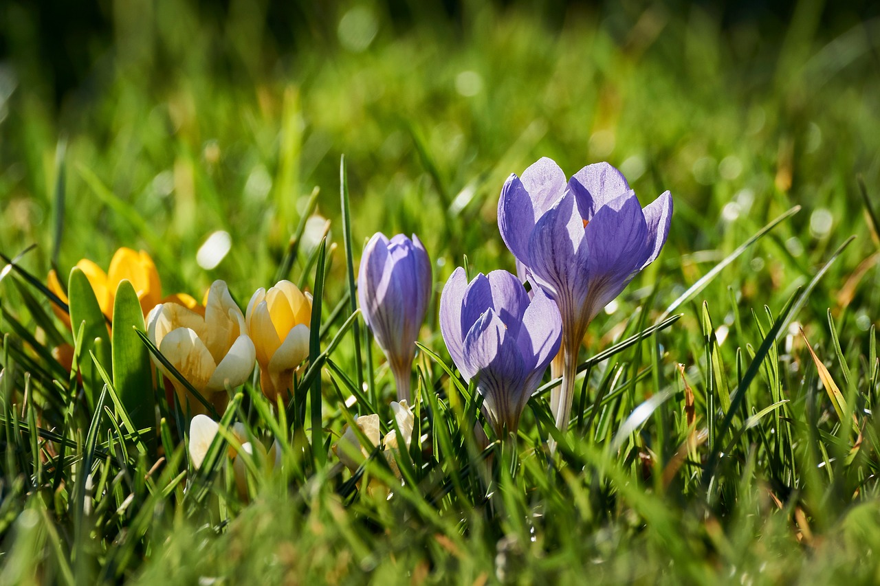 spring  flowers  nature free photo