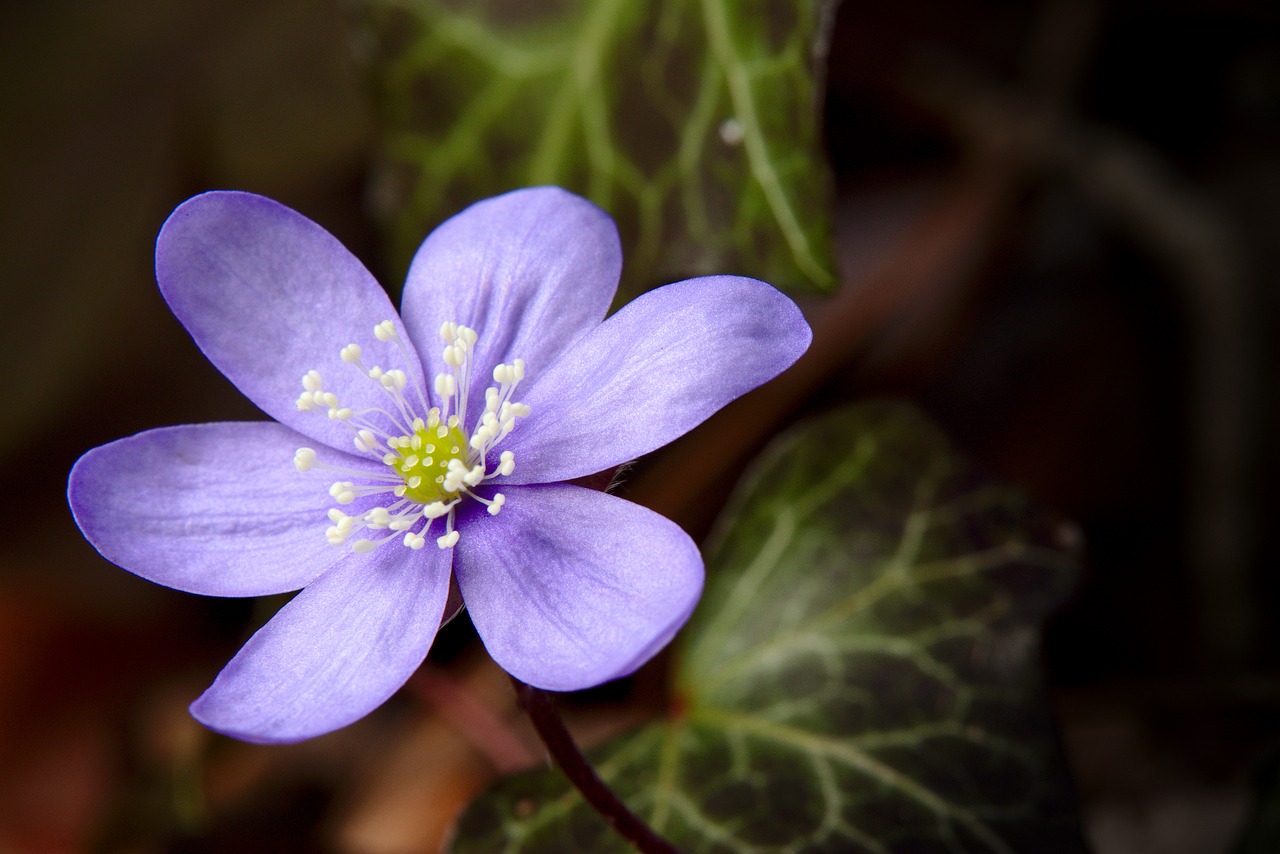 spring  anemone  hepatica free photo