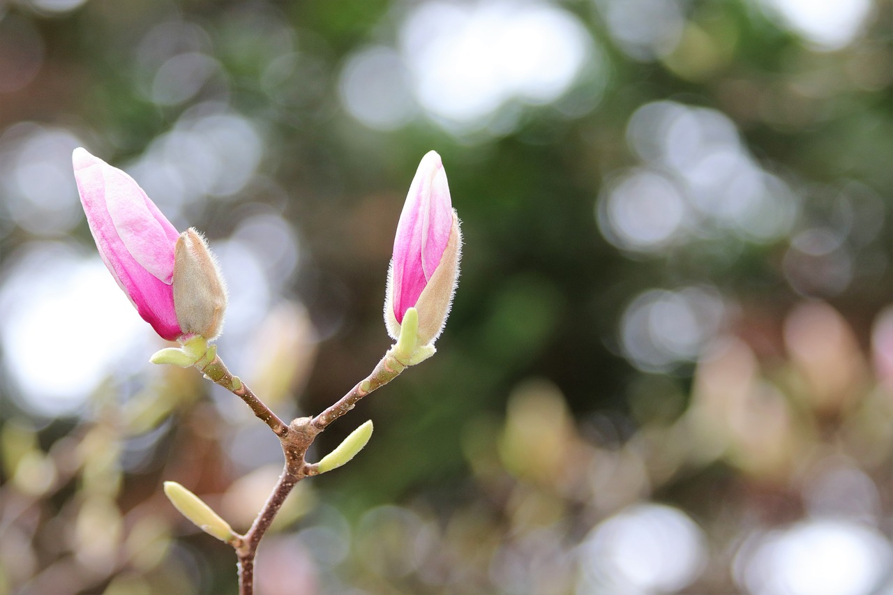 spring  magnolia buds  pink free photo