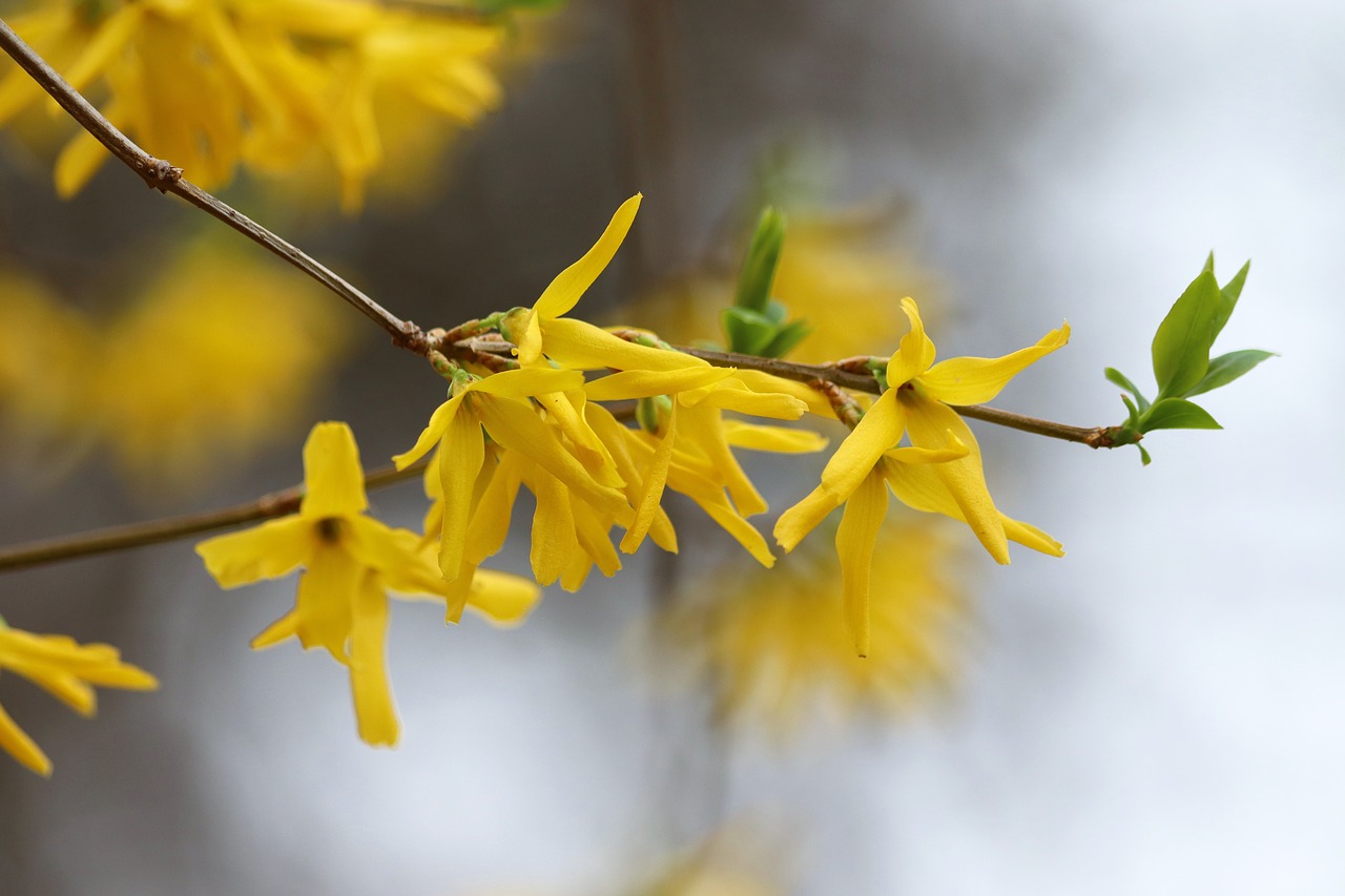 spring  forsythia  yellow free photo