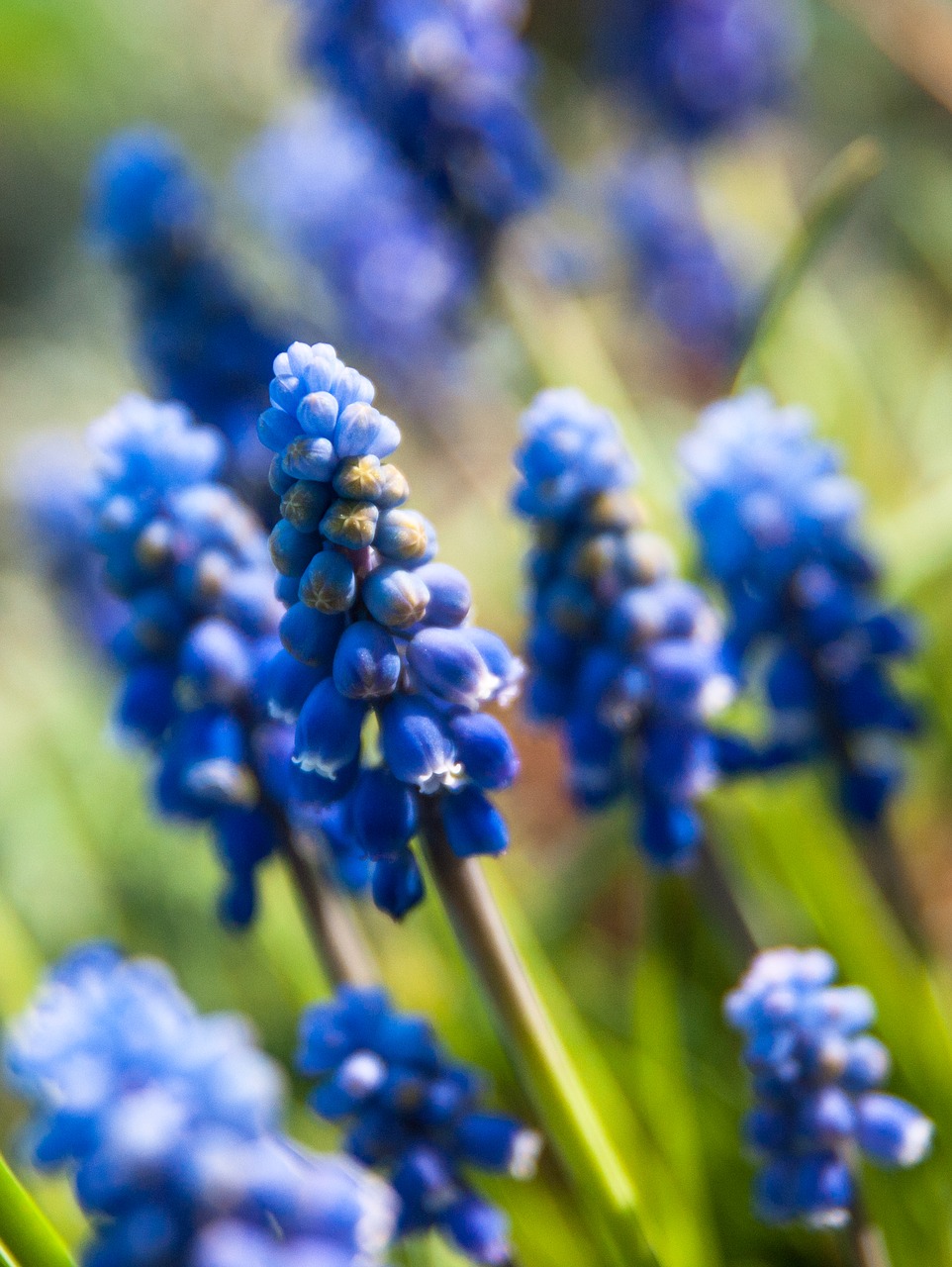 spring  flower  plant free photo