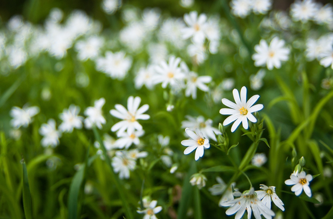 spring  green  weis free photo