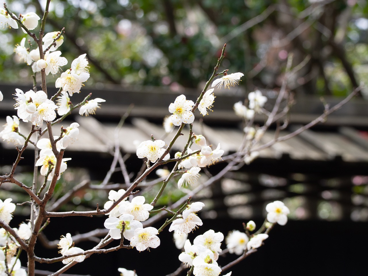 spring  plum  flowers free photo