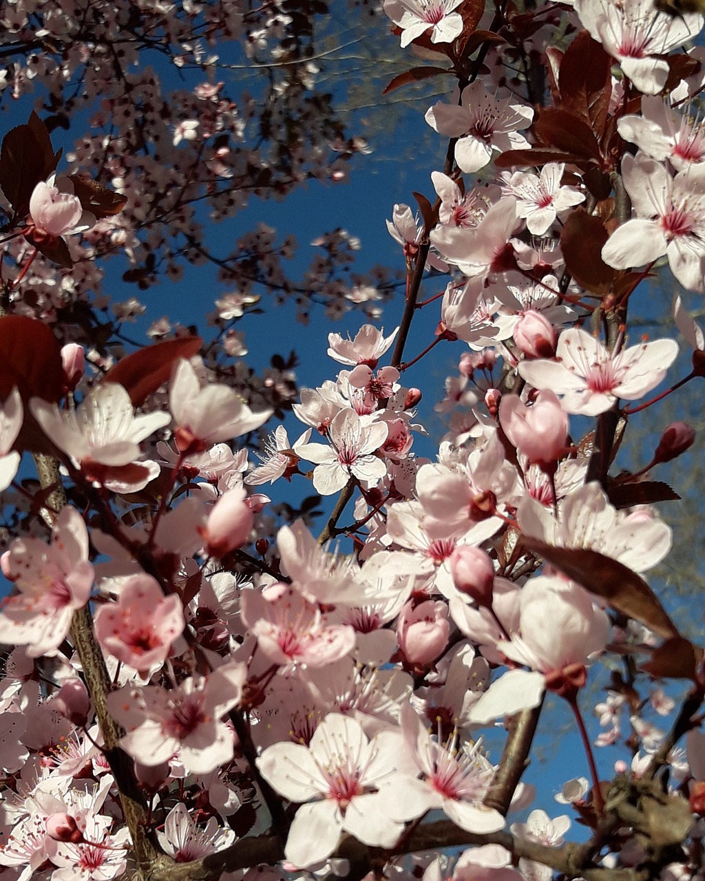 spring  joy  happiness free photo