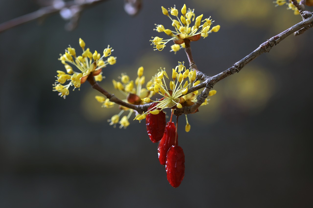 spring  spring flowers  nature free photo