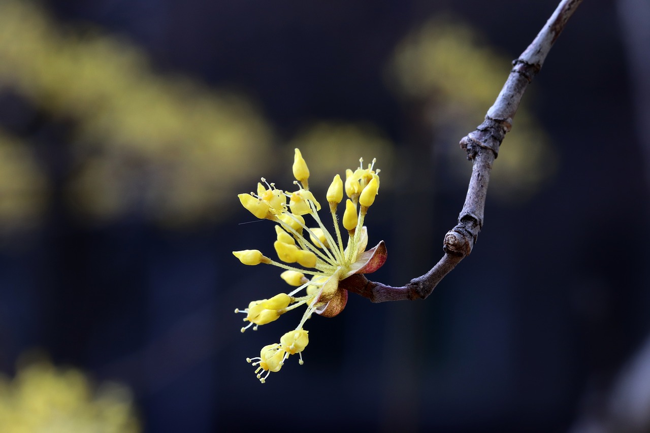 spring  spring flowers  nature free photo