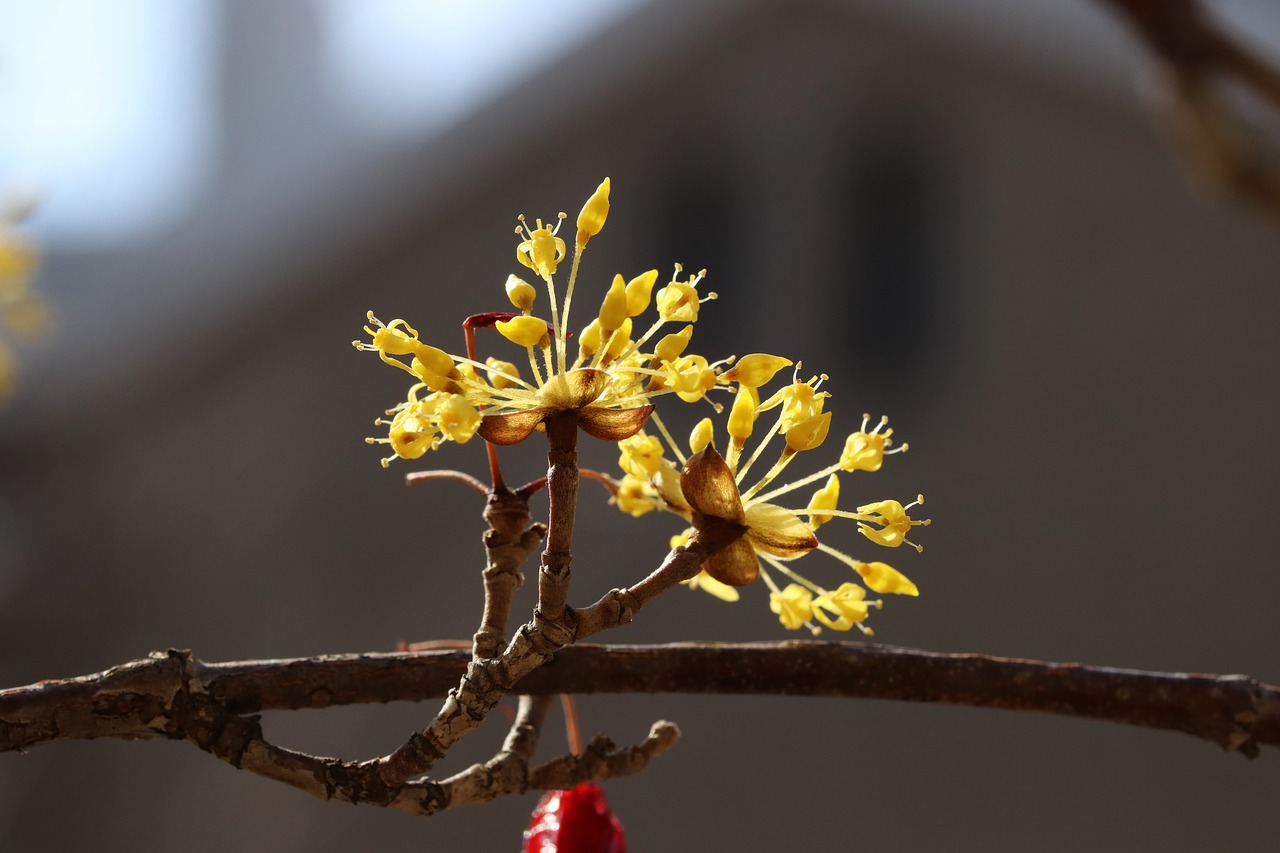 spring  spring flowers  nature free photo