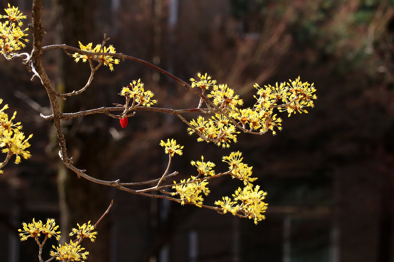 spring  spring flowers  nature free photo