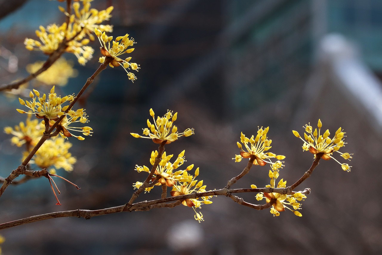 spring  spring flowers  nature free photo