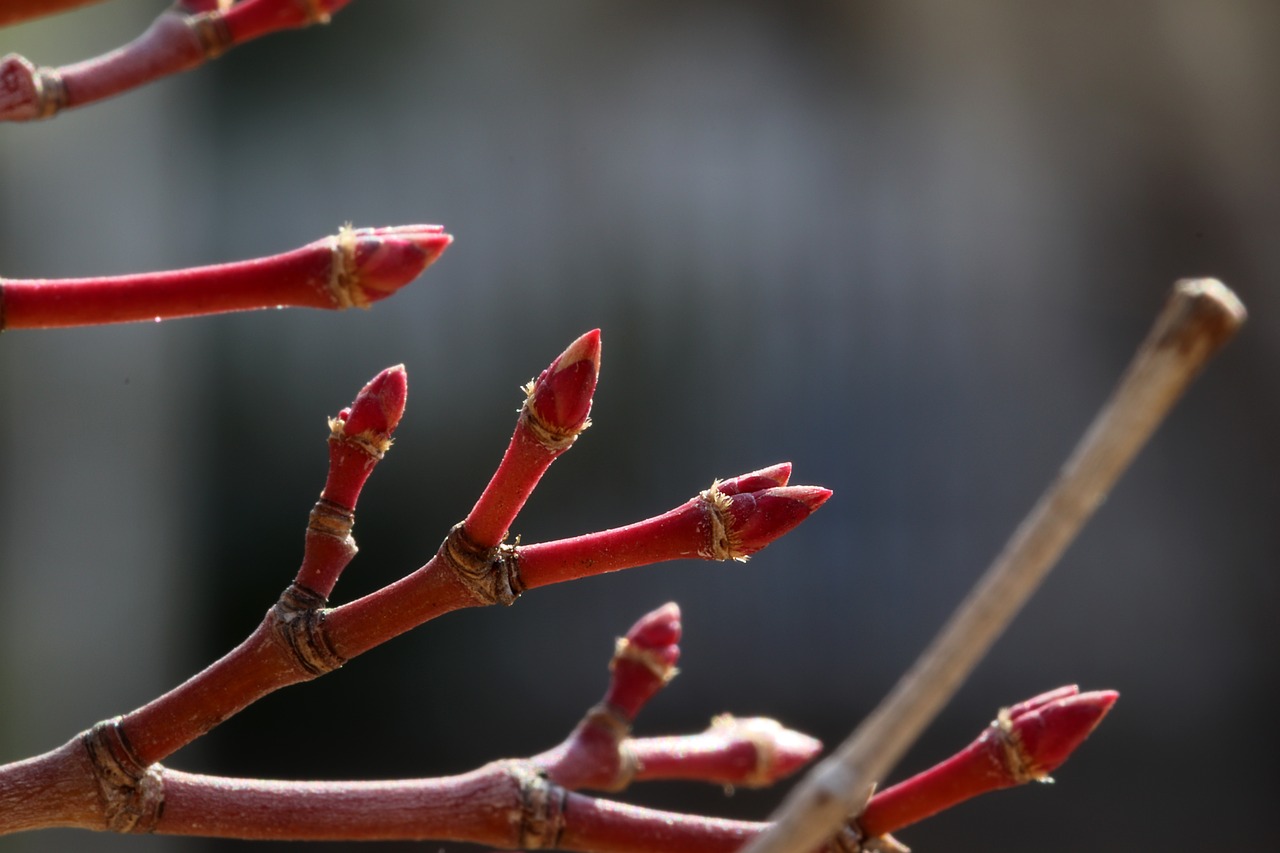 spring  spring flowers  nature free photo