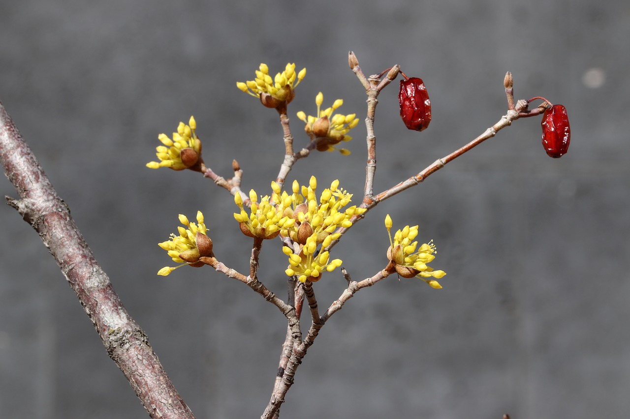 spring  spring flowers  nature free photo