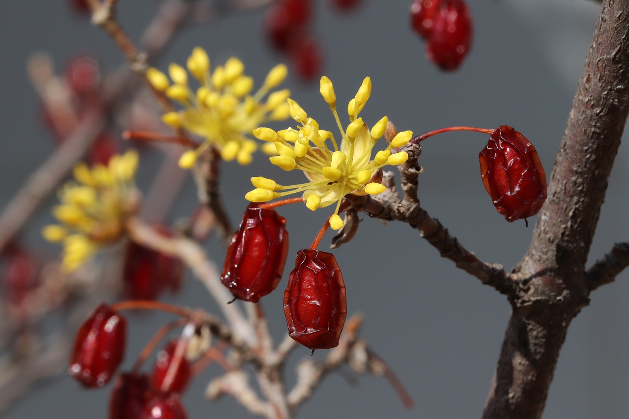 spring  spring flowers  nature free photo