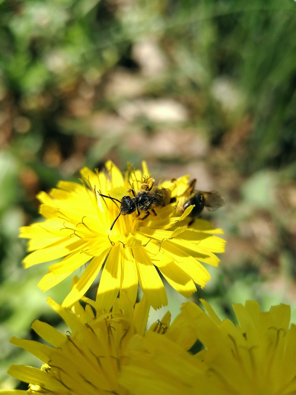 spring  bee  nature free photo