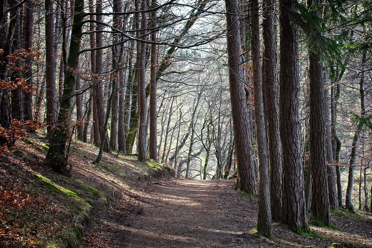 spring  forest  nature free photo