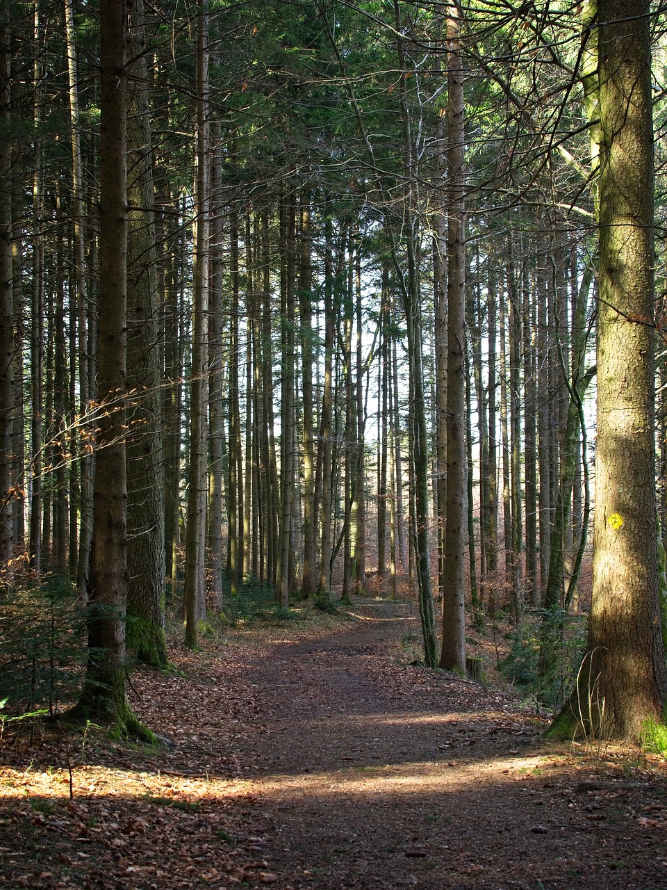 spring  forest  nature free photo