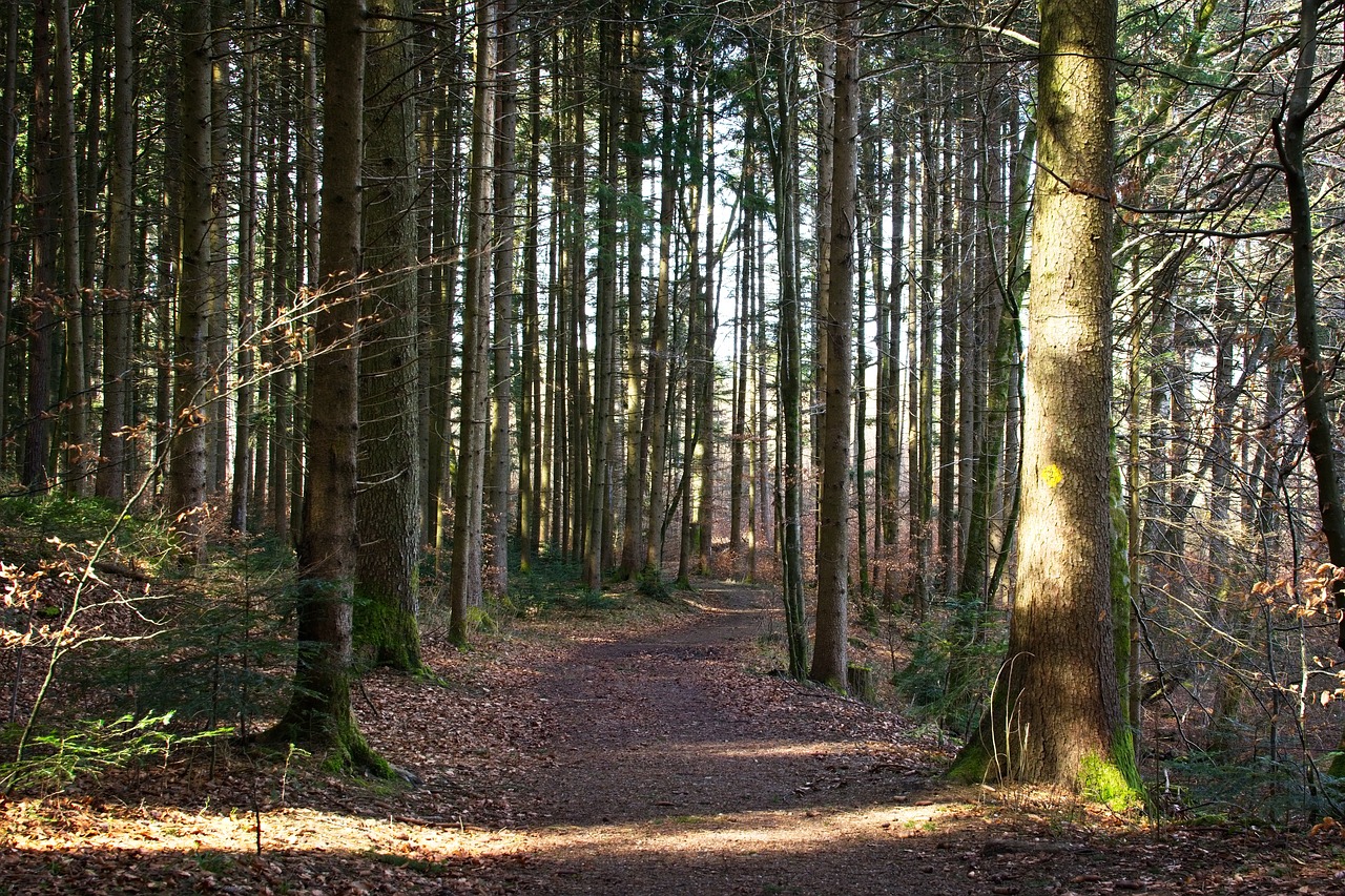 spring  forest  nature free photo