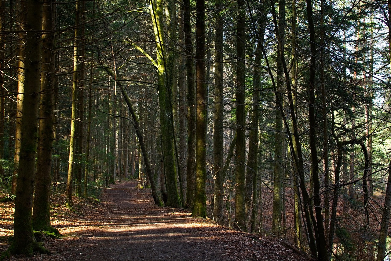 spring  forest  nature free photo