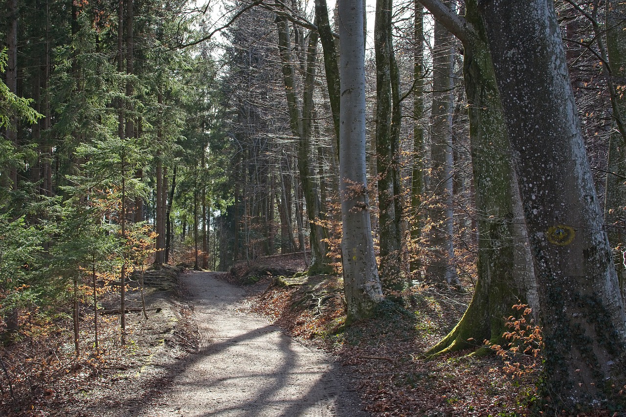 spring  forest  nature free photo