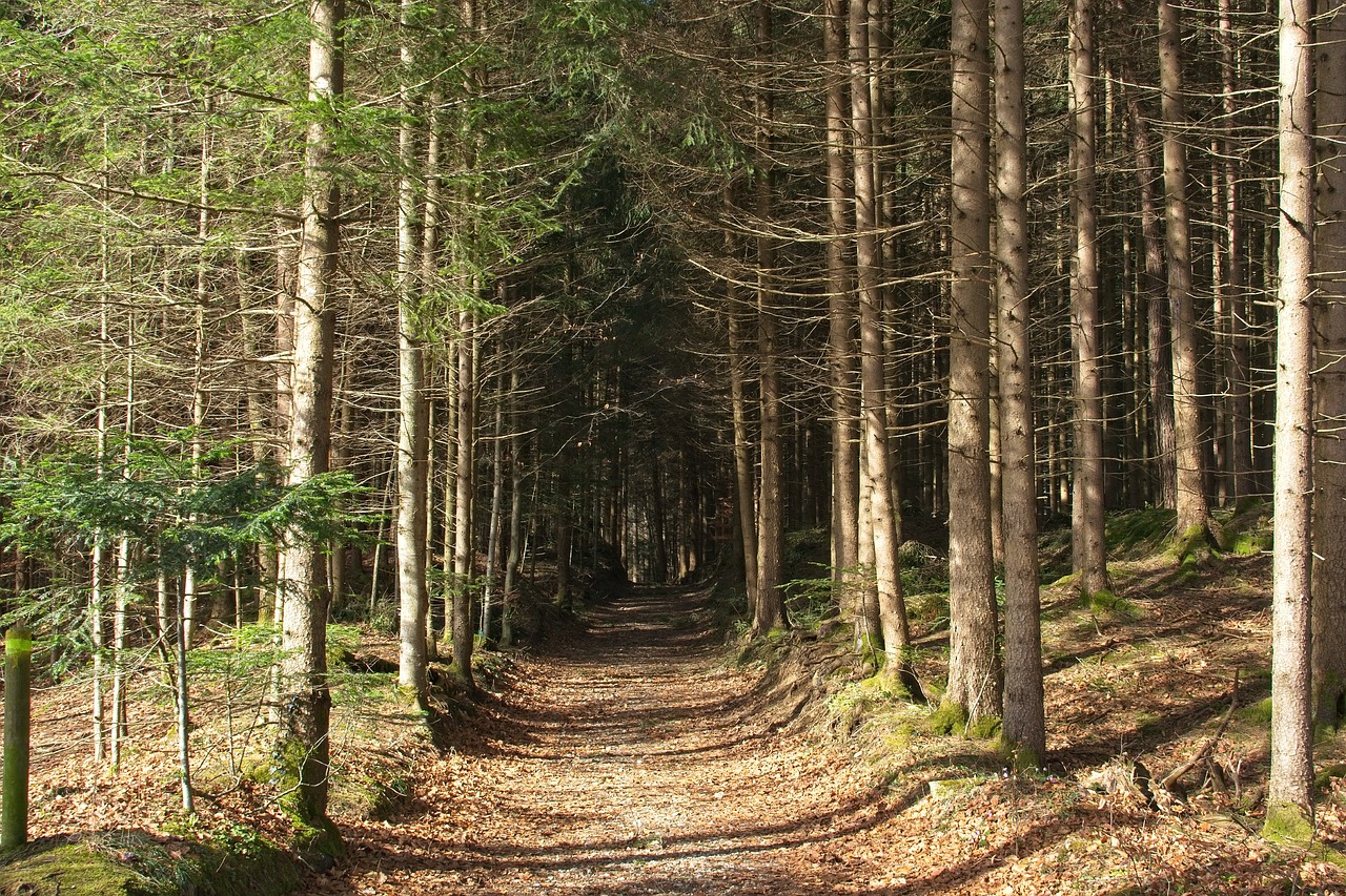 spring  forest  nature free photo