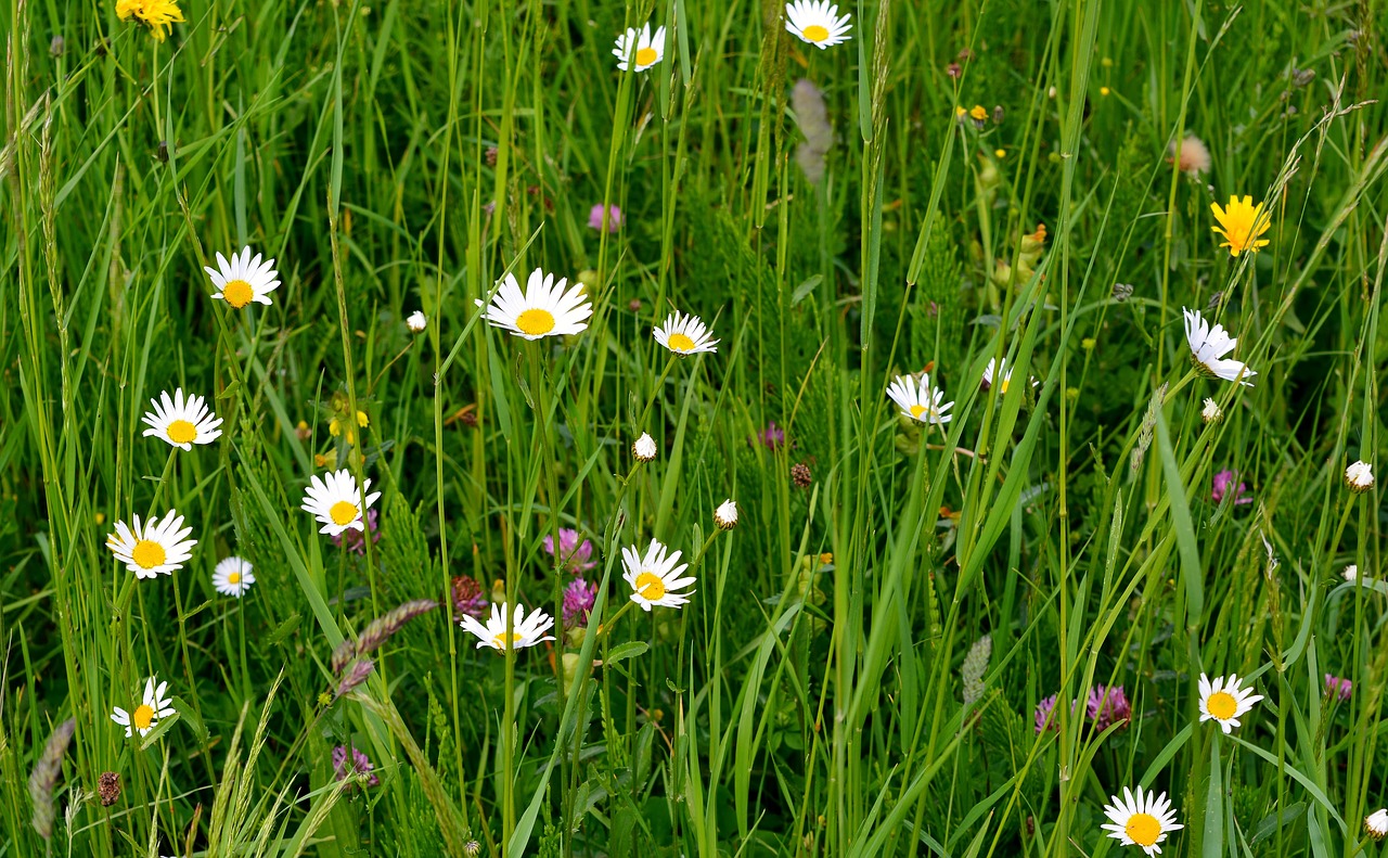 spring  meadow  flowers free photo