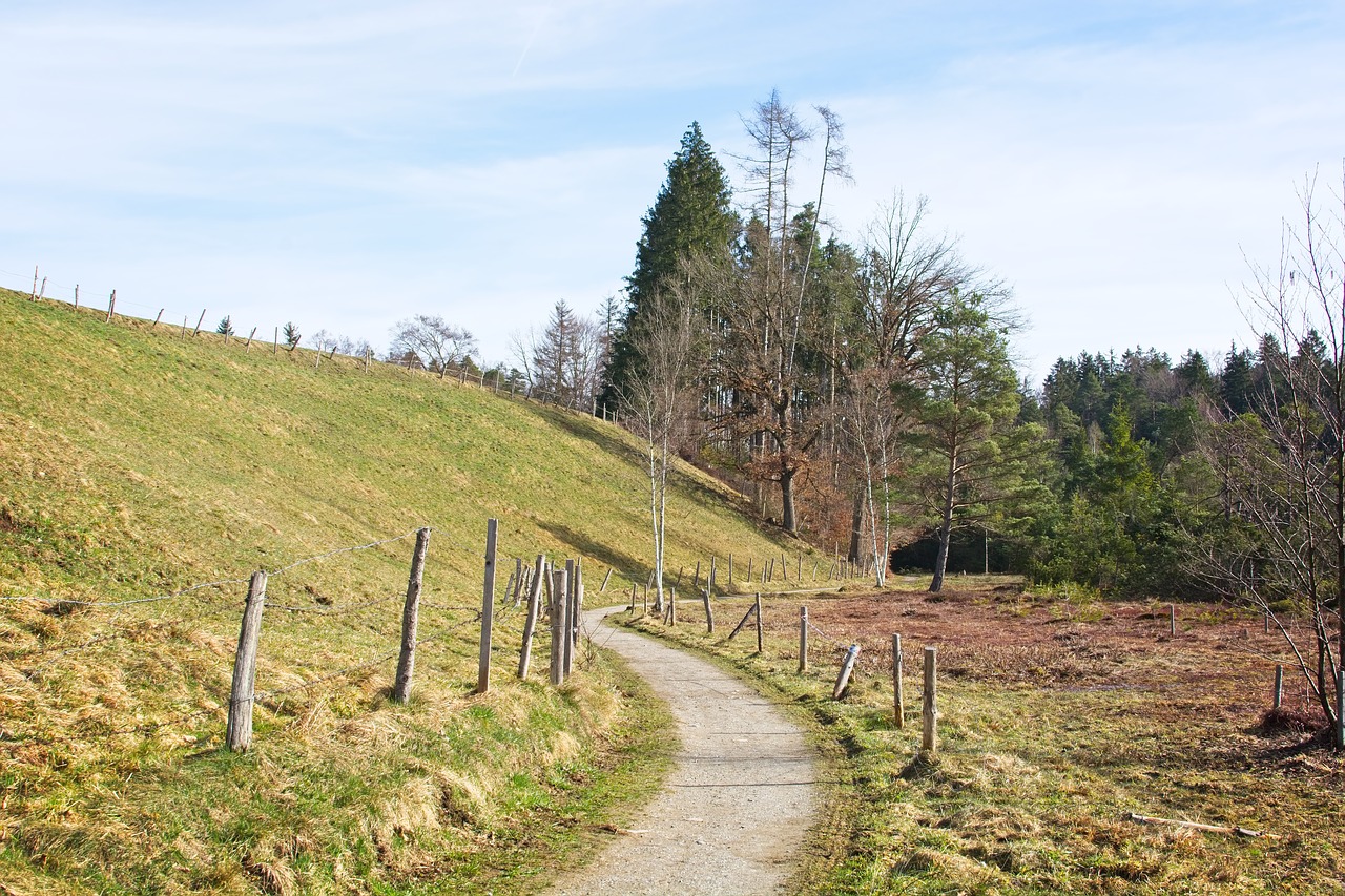 spring  nature  trees free photo