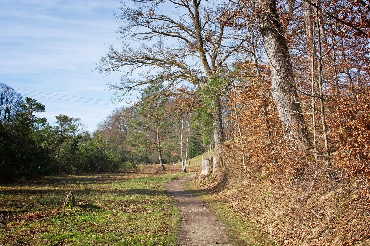 spring  nature  trees free photo