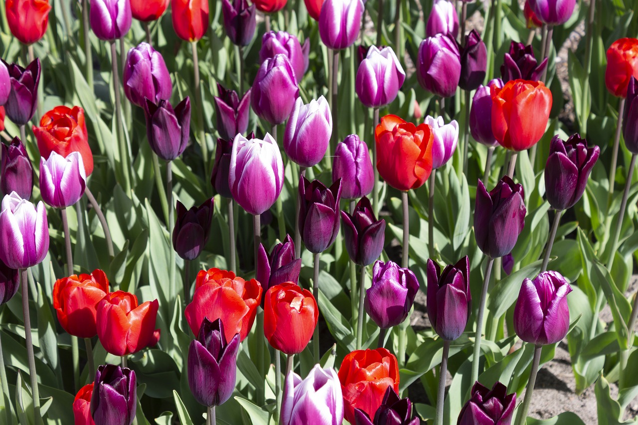 spring  tulips  flowers free photo