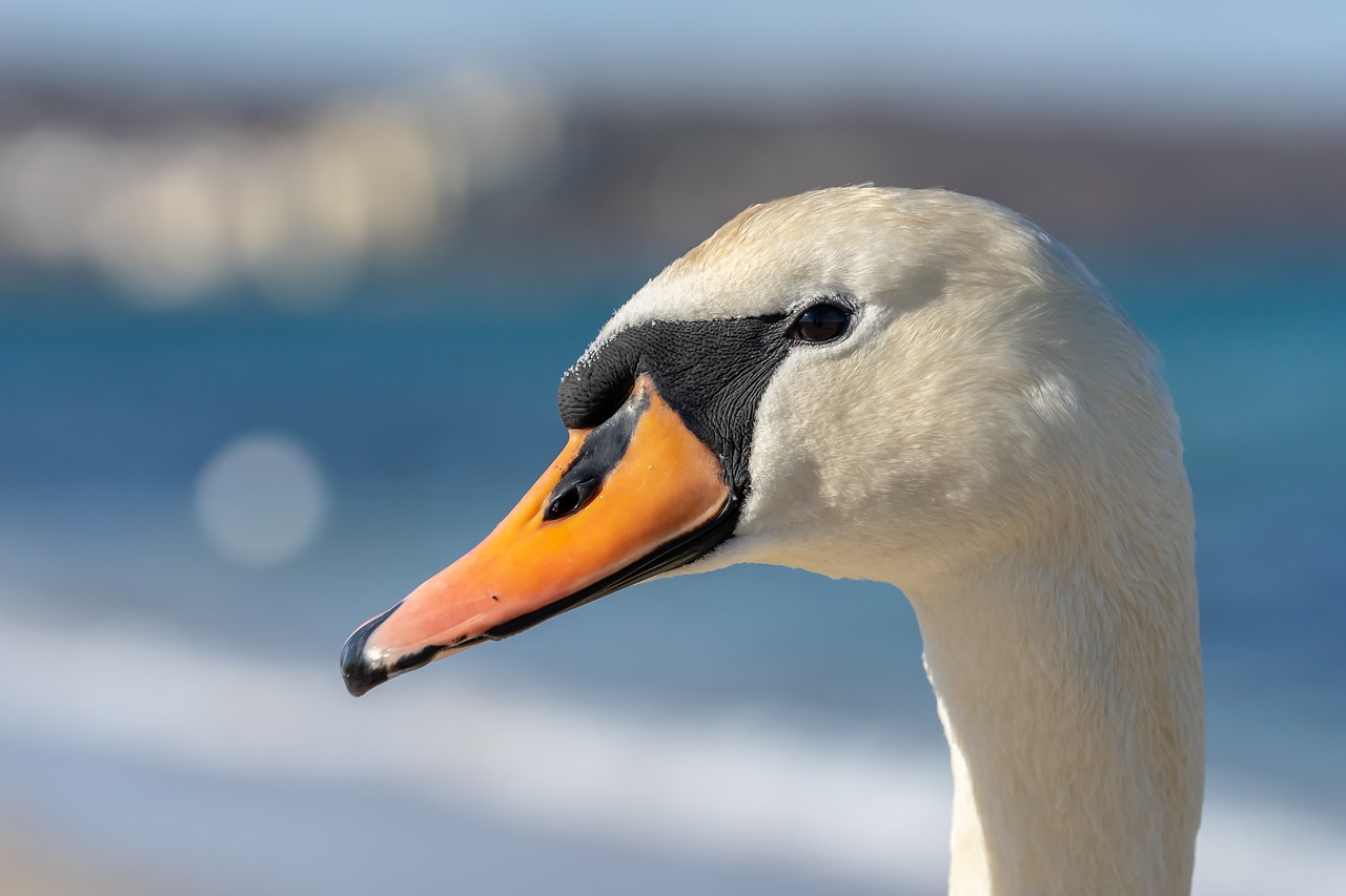 spring  swan  nature free photo