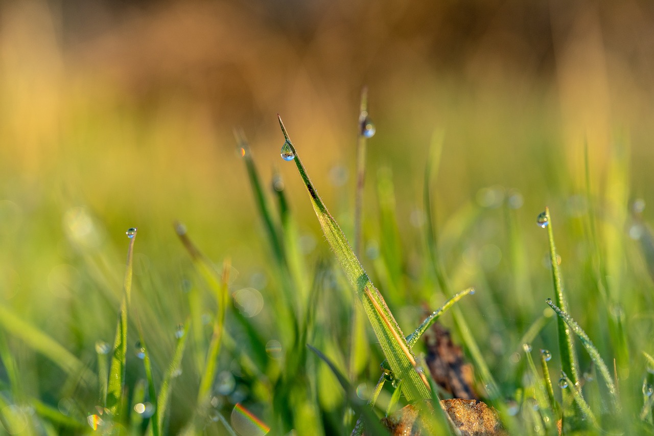 spring  dew  nature free photo