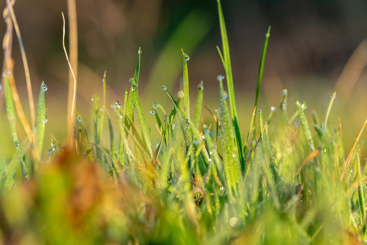 spring  dew  nature free photo