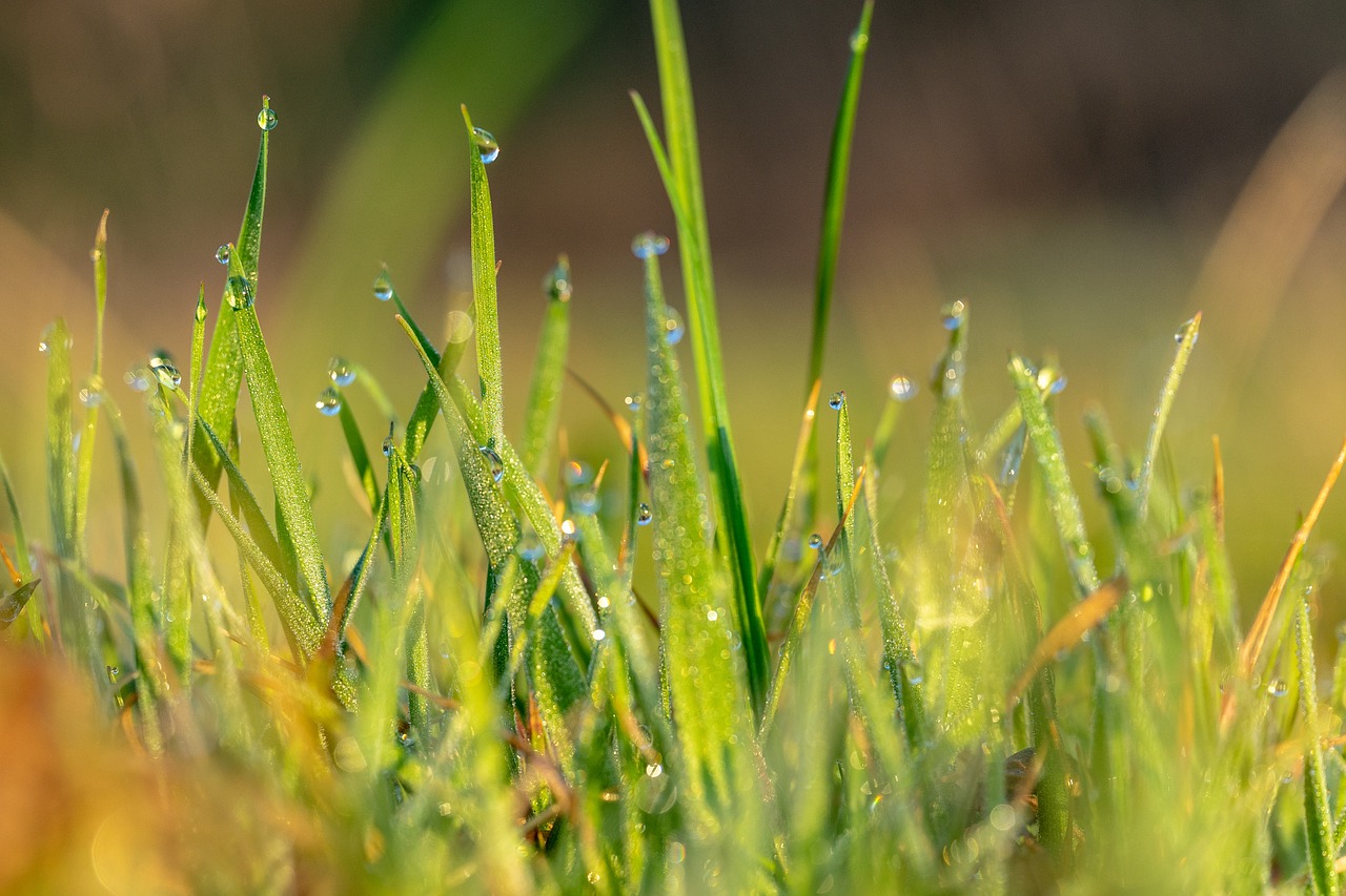 spring  morning dew  morning free photo