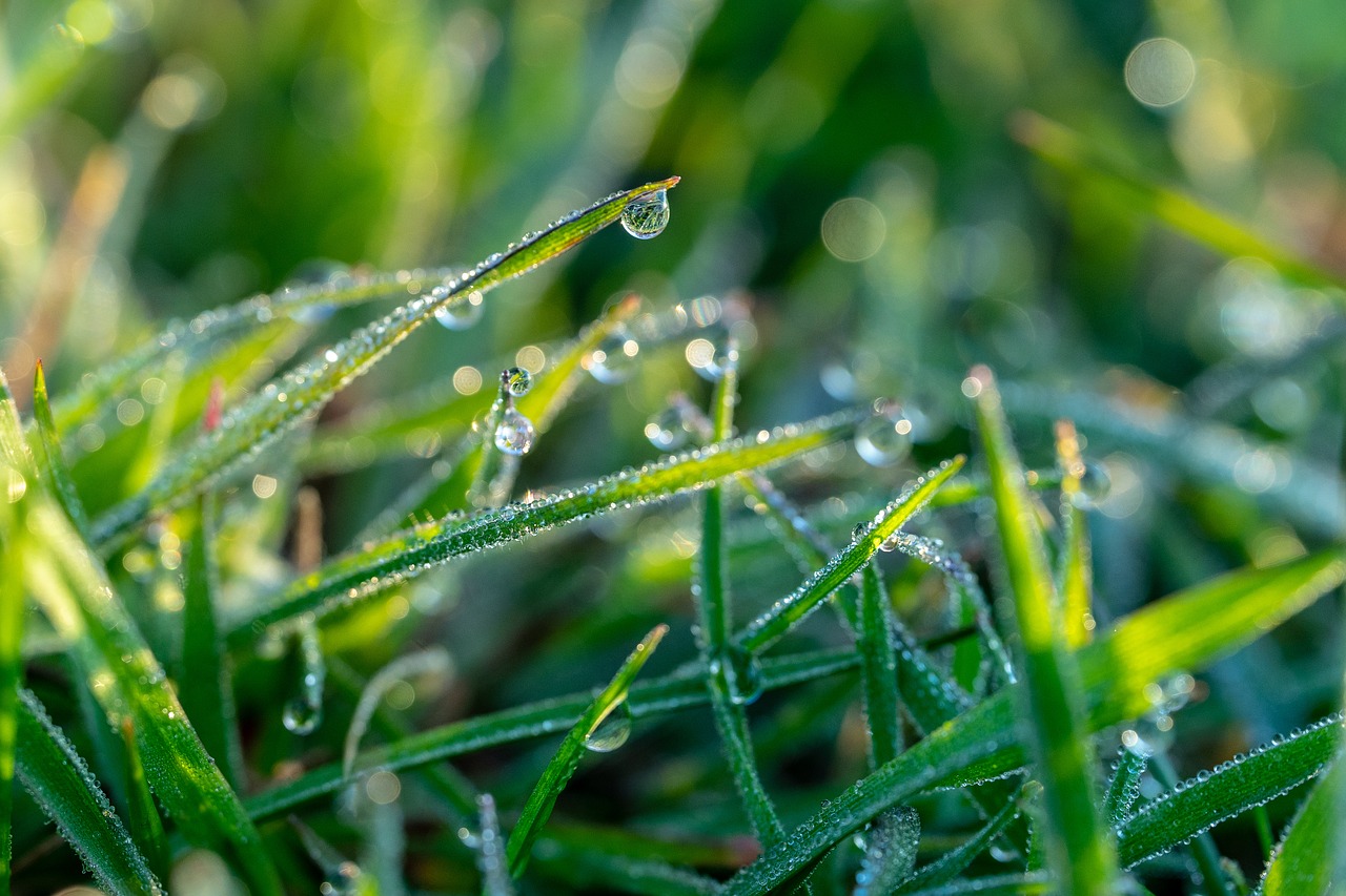 spring  morning dew  morning free photo