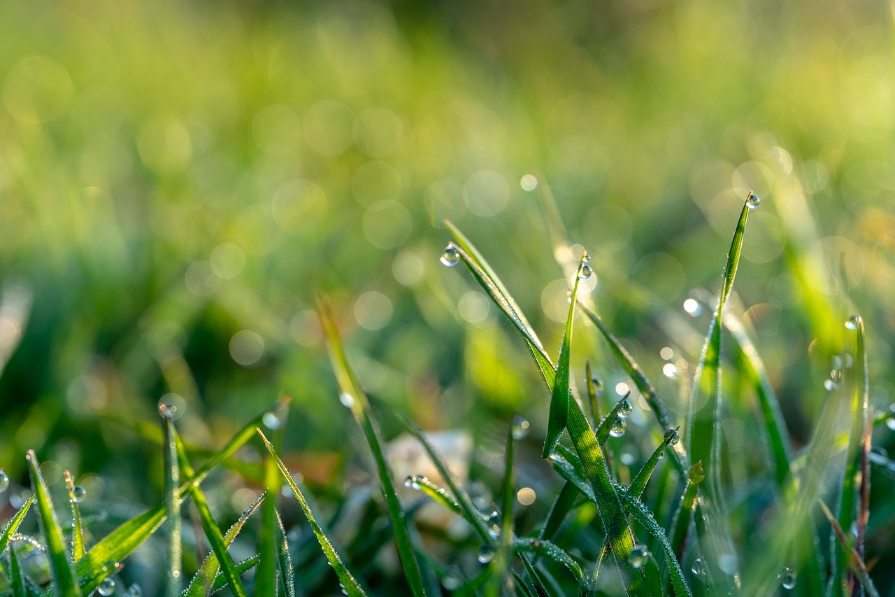 spring  morning dew  morning free photo